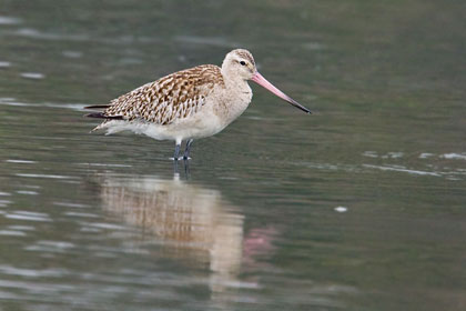 Bar-tailed Godwit Picture @ Kiwifoto.com