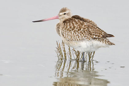 Bar-tailed Godwit Picture @ Kiwifoto.com