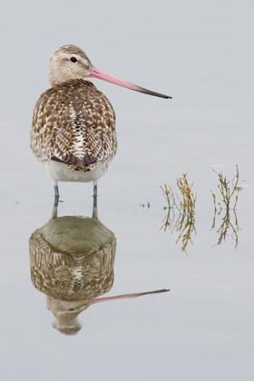 Bar-tailed Godwit Image @ Kiwifoto.com