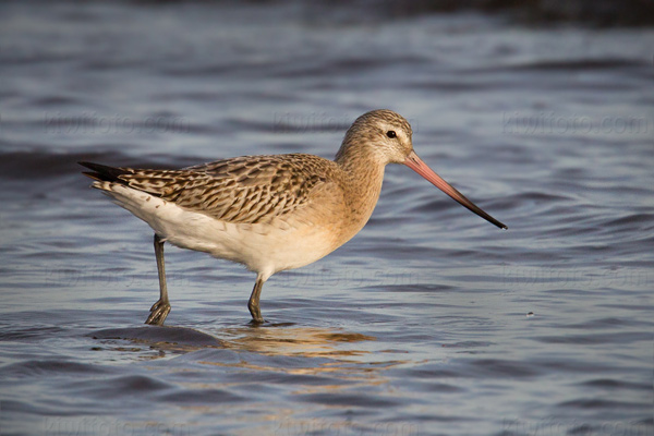 Bar-tailed Godwit Image @ Kiwifoto.com