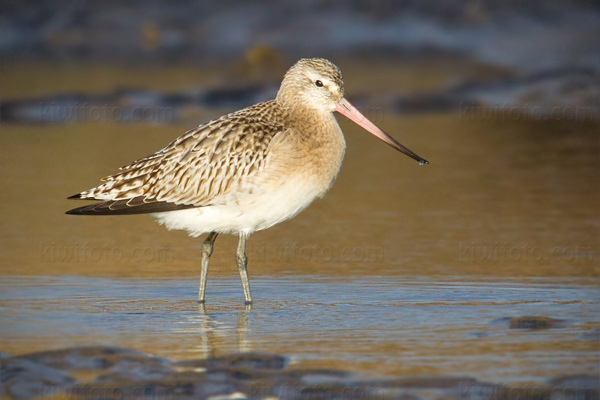 Bar-tailed Godwit Picture @ Kiwifoto.com