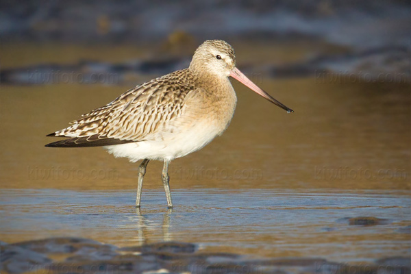 Bar-tailed Godwit Image @ Kiwifoto.com