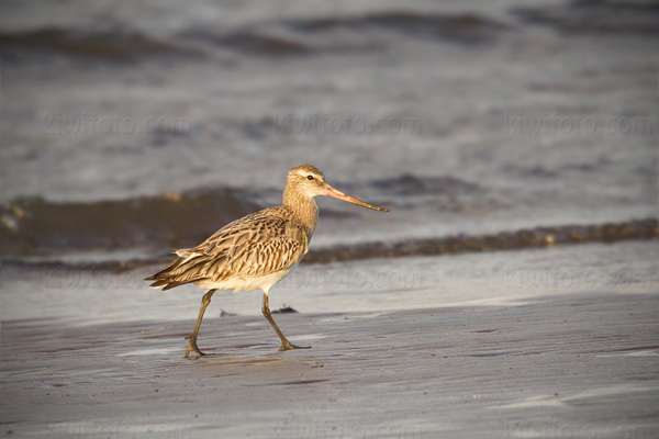 Bar-tailed Godwit Photo @ Kiwifoto.com