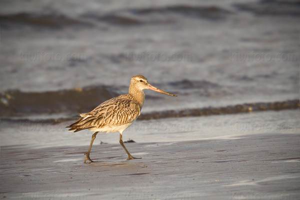 Bar-tailed Godwit Picture @ Kiwifoto.com