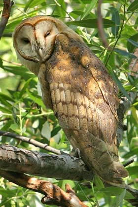 Barn Owl Image @ Kiwifoto.com