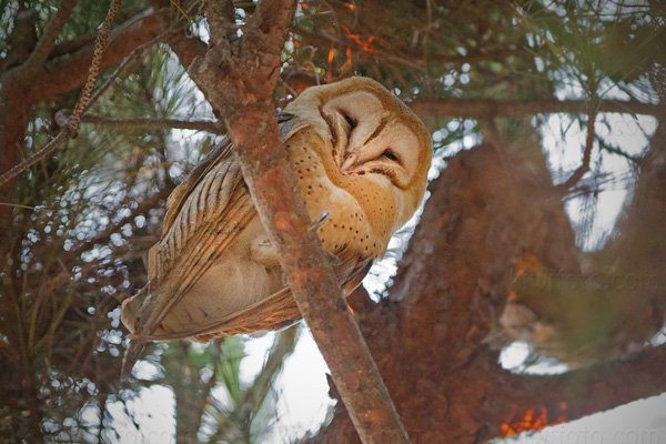 Barn Owl (juvenile)