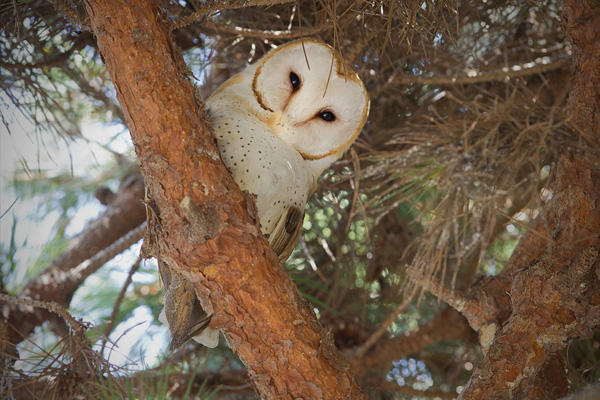 Barn Owl Photo @ Kiwifoto.com