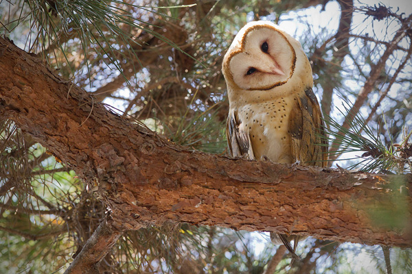 Barn Owl Picture @ Kiwifoto.com