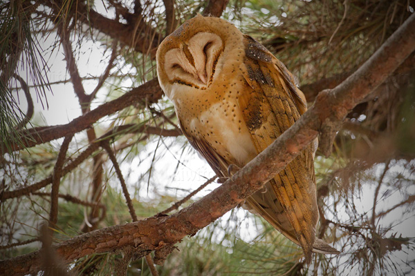 Barn Owl Picture @ Kiwifoto.com