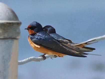 Barn Swallow Image @ Kiwifoto.com