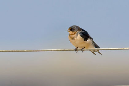 Barn Swallow (juvenile)