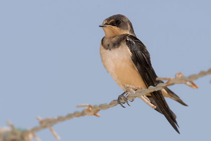 Barn Swallow Image @ Kiwifoto.com