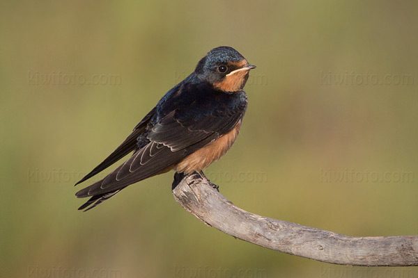 Barn Swallow (juvenile)