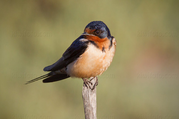 Barn Swallow