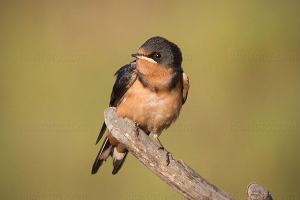 Barn Swallow (juvenile)