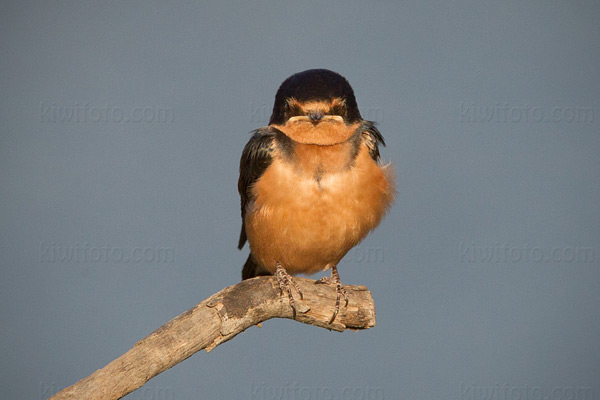 Barn Swallow (juvenile)