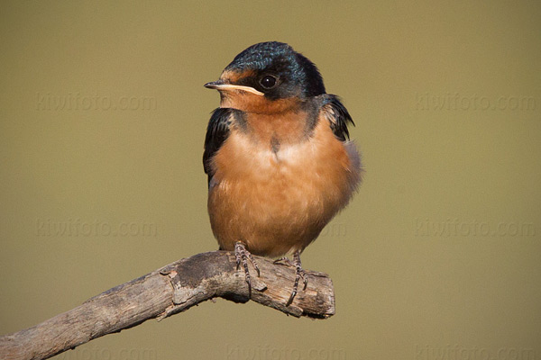 Barn Swallow (juvenile)