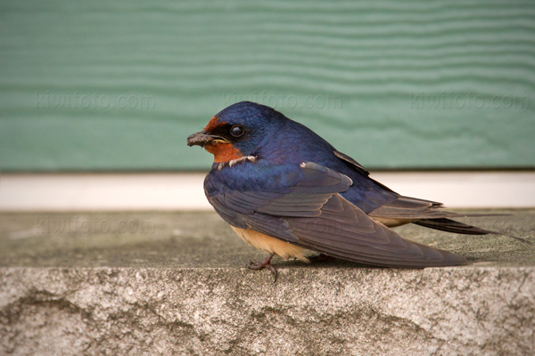 Barn Swallow Picture @ Kiwifoto.com