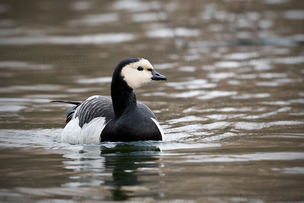 Barnacle Goose Image @ Kiwifoto.com