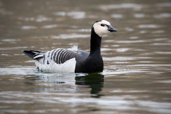 Barnacle Goose Photo @ Kiwifoto.com