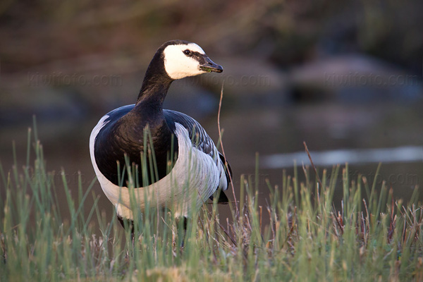 Barnacle Goose Image @ Kiwifoto.com