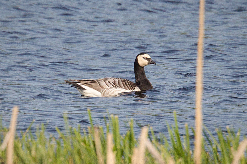 Barnacle Goose @ Angarnssjöängens NR, Stockholms län, Sweden Barnacle Goose @ Angarnssjöängens NR, Stockholms län, Sweden
