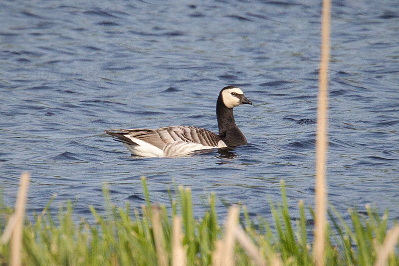 Barnacle Goose @ Angarnssjöängens NR, Stockholms län, Sweden