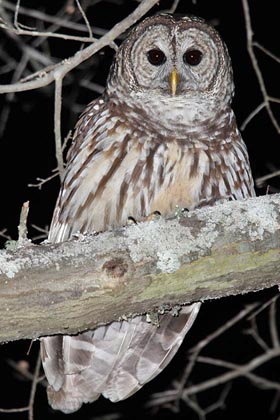 Barred Owl Image @ Kiwifoto.com