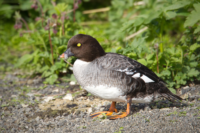 Barrow's Goldeneye Picture @ Kiwifoto.com