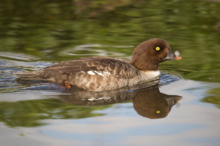 Barrow's Goldeneye Image @ Kiwifoto.com