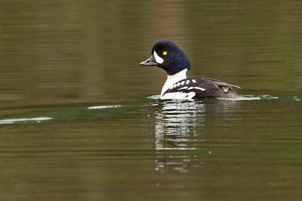 Barrow's Goldeneye