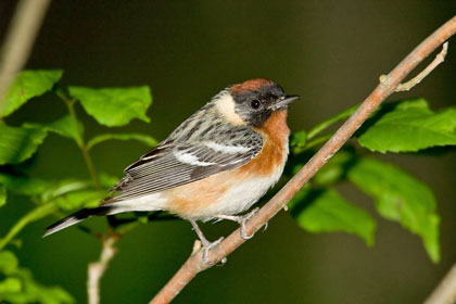 Bay-breasted Warbler Image @ Kiwifoto.com