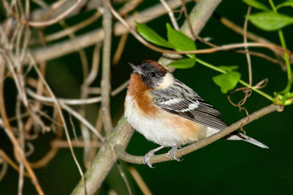 Bay-breasted Warbler Photo @ Kiwifoto.com