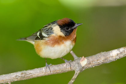 Bay-breasted Warbler Photo @ Kiwifoto.com