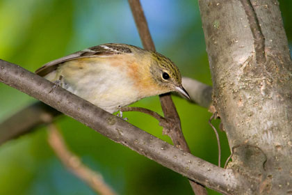 Bay-breasted Warbler Image @ Kiwifoto.com