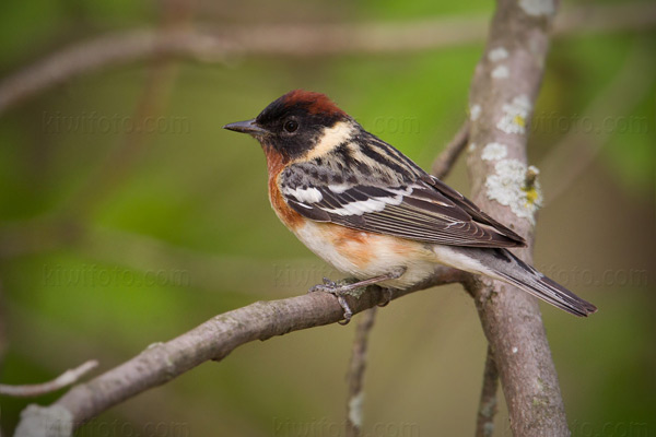 Bay-breasted Warbler