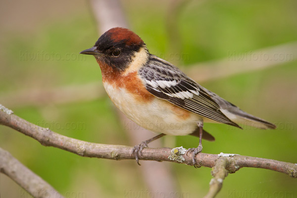 Bay-breasted Warbler Image @ Kiwifoto.com