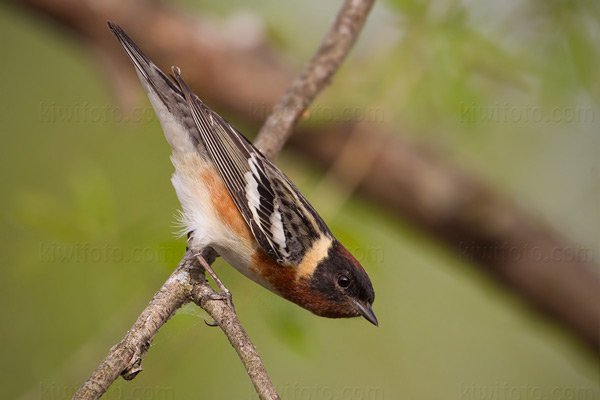 Bay-breasted Warbler Photo @ Kiwifoto.com