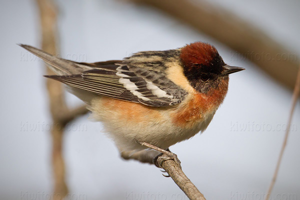 Bay-breasted Warbler Photo @ Kiwifoto.com