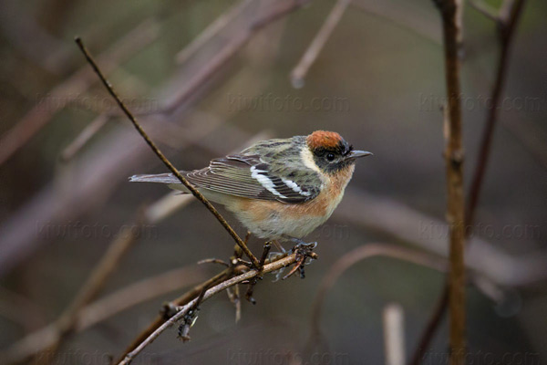 Bay-breasted Warbler Image @ Kiwifoto.com