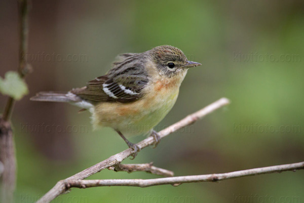 Bay-breasted Warbler Image @ Kiwifoto.com