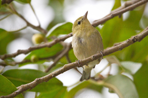 Bay-breasted Warbler (HY)