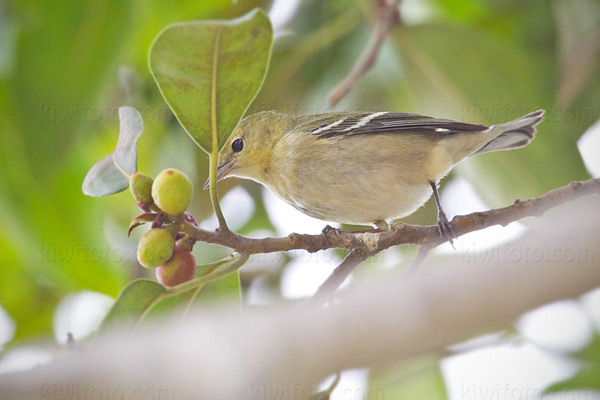 Bay-breasted Warbler (HY)