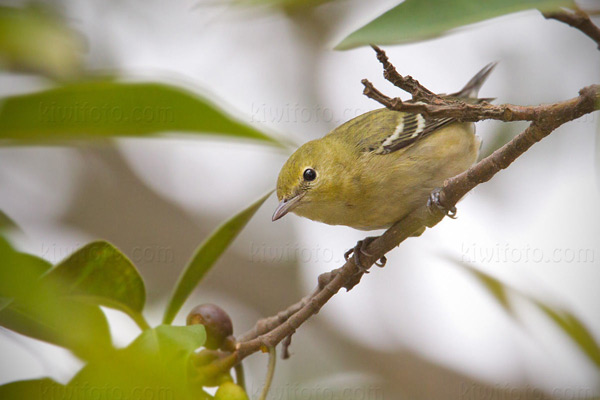 Bay-breasted Warbler (HY)