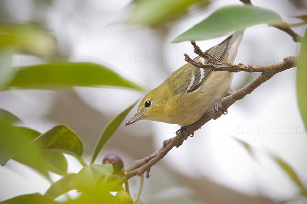 Bay-breasted Warbler (HY)