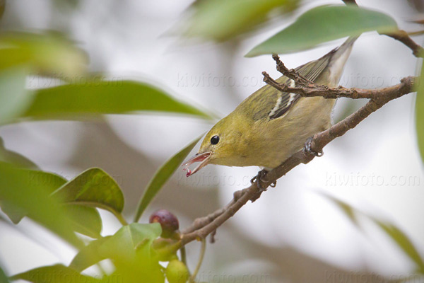 Bay-breasted Warbler (HY)