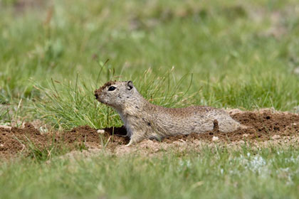 Belding's Ground Squirrel Photo @ Kiwifoto.com