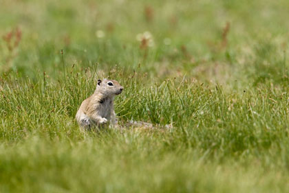 Belding's Ground Squirrel Image @ Kiwifoto.com