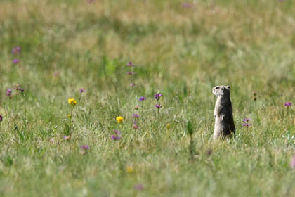 Belding's Ground Squirrel Picture @ Kiwifoto.com