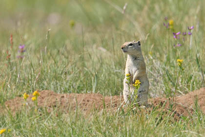 Belding's Ground Squirrel